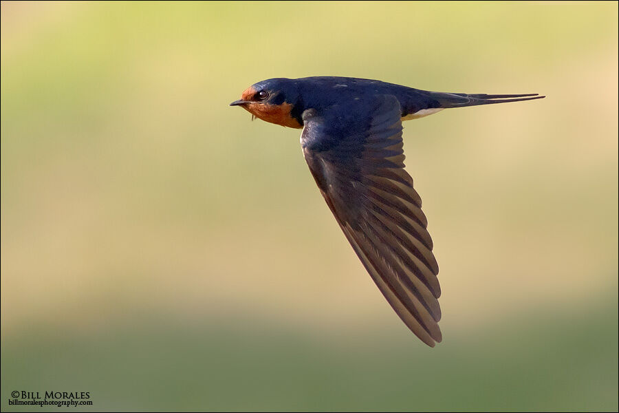 barn swallow in flight