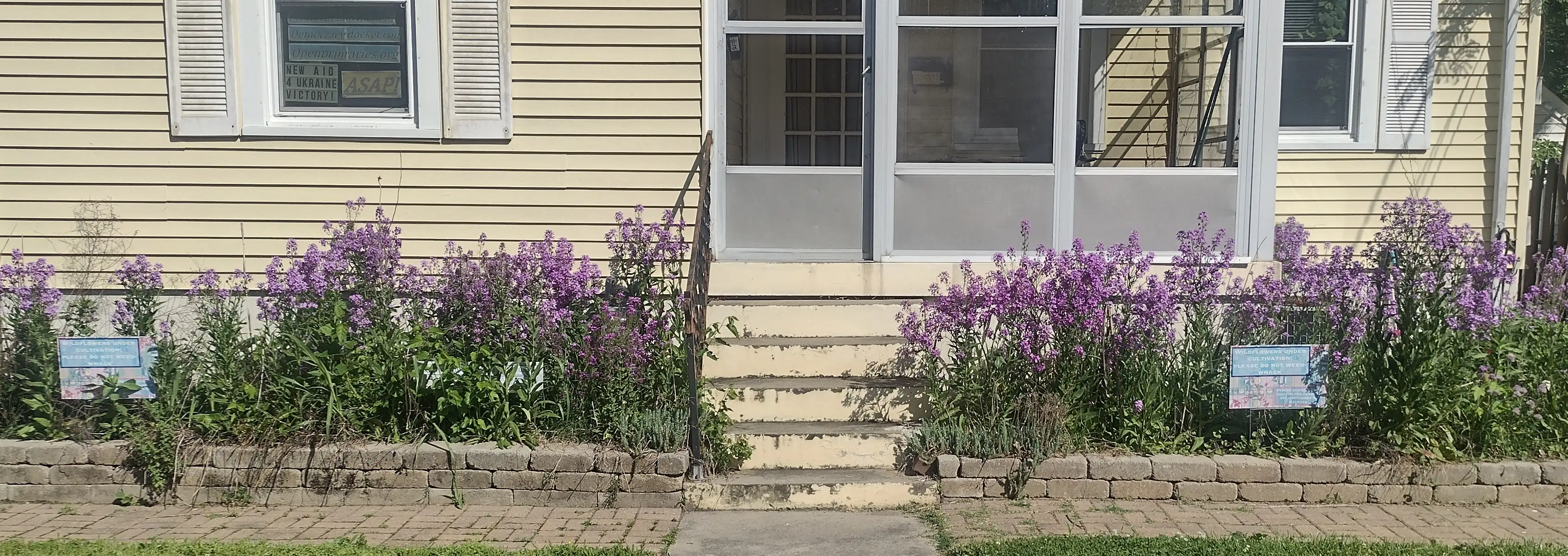 dames rocket purple mass flowering in front beds plus window signiage including 'protectdemocracy.org' and a light up letterbox saying 'new aid 4 ukraine victory' next to 'ASAP!