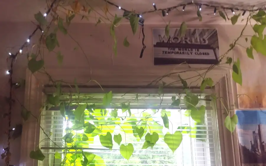morning glory vine without flowers climbing bookshelf, ceiling string lights, and blinds, plus a printout of a marquis for a theater or club called WORLD saying 'the world is temporarily closed'
